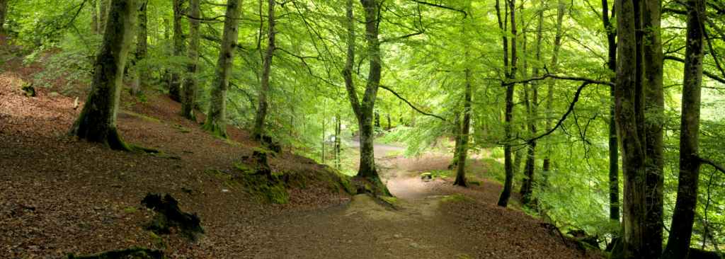 Want to help look after your local woodland?